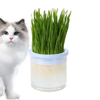 Pet Cat Sprout Dish Growing Pot Hydroponic Plant Cat Grass Sprout Digestion Dish Clear Greenhouse Grow Box