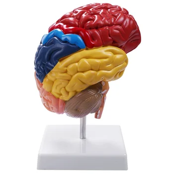 Smegenų anatominio modelio anatomija 1:1 Pusės smegenų kamieno mokymo laboratorijos reikmenys